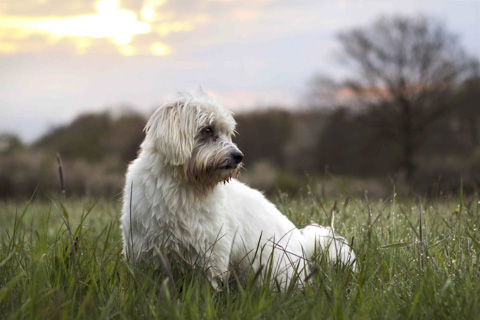 Hund im Sonnenaufgang, Hundshooting Lübeck